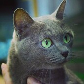 #LIFOPETS (77): Αυτά είναι τα κατοικίδιά μας