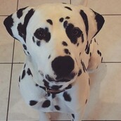 #LIFOPETS(95): Αυτά είναι τα κατοικίδιά μας