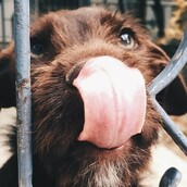 #LIFOPETS(104): Αυτά είναι τα κατοικίδιά μας