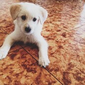 #LIFOPETS (128): Αυτά είναι τα κατοικίδιά μας