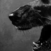 Ο Μπλάκυς και οι νεοναζί