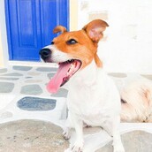 #LIFOPETS (116): Αυτά είναι τα κατοικίδιά μας