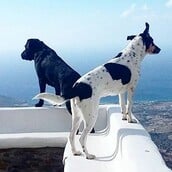 #LIFOPETS (127): Αυτά είναι τα κατοικίδιά μας