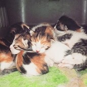 #LIFOPETS(105): Αυτά είναι τα κατοικίδιά μας