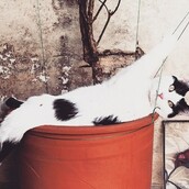 #LIFOPETS(108): Αυτά είναι τα κατοικίδιά μας