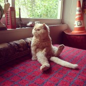 #LIFOPETS (75): Αυτά είναι τα κατοικίδιά μας