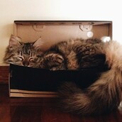 #LIFOPETS (93): Αυτά είναι τα κατοικίδιά μας