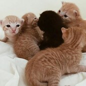 #LIFOPETS (110): Αυτά είναι τα κατοικίδιά μας