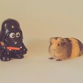 #LIFOPETS (89): Αυτά είναι τα κατοικίδιά μας