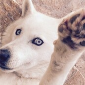 #LIFOPETS(98): Αυτά είναι τα κατοικίδιά μας