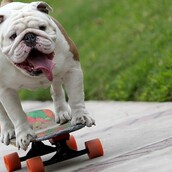 Είναι μπουλντόγκ, λατρεύει το skateboard και μόλις μπήκε στο βιβλίο Γκίνες