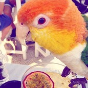 #LIFOPETS(106): Αυτά είναι τα κατοικίδιά μας