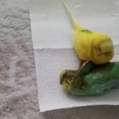 Aυτό το παπαγαλάκι αρνείται με συγκλονιστικό τρόπο να αποχωριστεί το νεκρό του φίλο