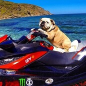 #LIFOPETS(101): Αυτά είναι τα κατοικίδιά μας