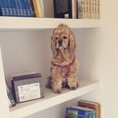 #LIFOPETS(99): Αυτά είναι τα κατοικίδιά μας