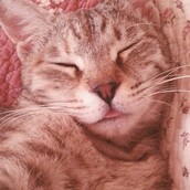 #LIFOPETS(103): Αυτά είναι τα κατοικίδιά μας