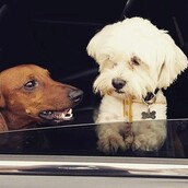 #LIFOPETS (123): Αυτά είναι τα κατοικίδιά μας