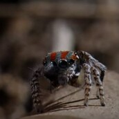 Ή θα χορέψεις ή θα πεθάνεις!