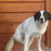 H τρίποδη Γιασμίν ήταν αδέσποτη και σώθηκε από το Save a Greek Stray