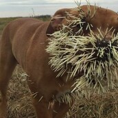 Αυτό είναι το αποτέλεσμα της συνάντησης τριών σκυλιών με ένα σκαντζόχοιρο