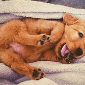 #LIFOPETS(96): Αυτά είναι τα κατοικίδιά μας