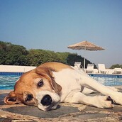 #LIFOPETS(107): Αυτά είναι τα κατοικίδιά μας