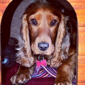 #LIFOPETS (97): Αυτά είναι τα κατοικίδιά μας