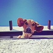 #LIFOPETS (124): Αυτά είναι τα κατοικίδιά μας