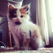 #LIFOPETS(100): Αυτά είναι τα κατοικίδιά μας