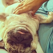 #LIFOPETS (121): Αυτά είναι τα κατοικίδιά μας