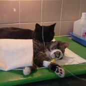 Η καταπληκτική ιστορία του γατούλη νοσοκόμου, μέσα από 8 φωτογραφίες