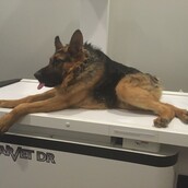 Σίγουρα δεν μοιάζει αληθινός, αλλά ο Quasimodo ζει και ψάχνει για αγάπη