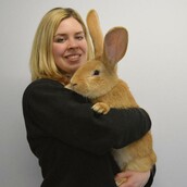 (Βίντεο) Αυτό το γιγαντιαίο κουνέλι αναζητά ένα σπίτι που να το χωράει