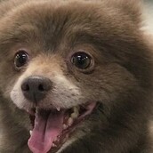 Το αλλόκοτο πλάσμα που δίχασε το ίντερνετ - Σκύλος ή αρκούδα;