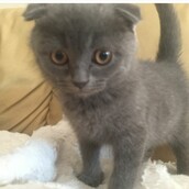 Χάθηκε ο ο Scotty, ένα σπάνιο γατάκι με διπλωμένα αυτάκια