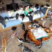 Η γυναίκα που ζει με 1.110 γάτες μέσα και έξω από το σπίτι της