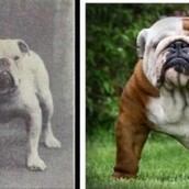 Πώς ήταν και πώς μοιάζουν σήμερα οι πιο δημοφιλείς ράτσες σκύλων;