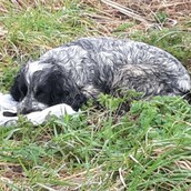 Η σπαρακτική εικόνα της σκυλίτσας που φυλούσε μια σακούλα με τα νεκρά κουτάβια της μέσα