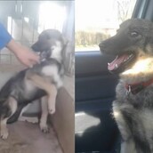 Να τι υπέροχο συνέβη στο κακοποιημένο κουτάβι που έκλαιγε κάθε φορά που το ακουμπούσε άνθρωπος