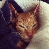 Απίστευτοι άνθρωποι που βρήκαν παγωμένο, ετοιμοθάνατο γατάκι και το έσωσαν