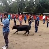 To πείραμα με τον ταύρο και τους 40 ακίνητους άντρες στην αρένα