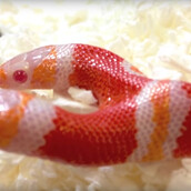 Aυτό είναι το φίδι-Μέδουσα με δύο κεφάλια που τσακώνονται για το φαγητό