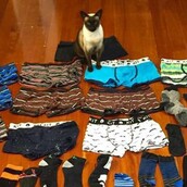 Η γάτα που κλέβει ανδρικά εσώρουχα από τους γείτονες