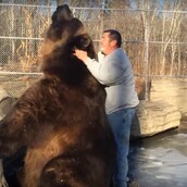 Γιγαντιαία αρκούδα απολαμβάνει τα χάδια και παίζει σαν κουτάβι