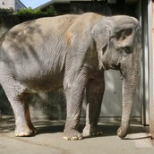 Ο πιο "αγαπητός" ελέφαντας της Ιαπωνίας, ήταν στην πραγματικότητα ένα δυστυχισμένο ζώο που έζησε και πέθανε ολομόναχο