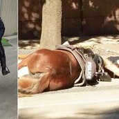 Ένας αστυνομικός ξαπλώνει και κρατά στην αγκαλιά του το άλογο του που πεθαίνει