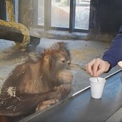 Ένας ουρακοτάγκος ενθουσιάζεται από τα ταχυδακτυλουργικά κόλπα ενός επισκέπτη - Και το δείχνει