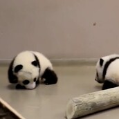 Δύο αξιολάτρευτα μωρά πάντα κάνουν τα πρώτα τους βήματα και ξετρελαίνουν το ιντερνετ (βίντεο)