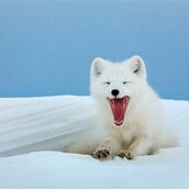 Αλεπού για Όσκαρ - Τρολάρει τους κυνηγούς και γλιτώνει τη ζωή της