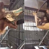 Ένας τελειομανής oυρακοτάγκος βάζει στόχο να φτιάξει την ιδανική αιώρα για τον εαυτό του